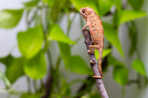 Ambilobe From "Hamy-nofy" (AKA Sweet Dream) x "Dorehitra-mananotena" (AKA Red Widow) - Hatched July 2026 - Female #1