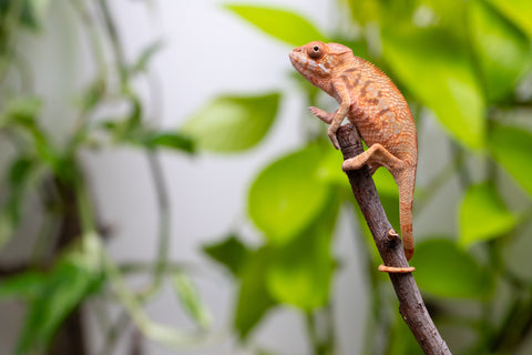 Ambilobe From "Hamy-nofy" (AKA Sweet Dream) x "Dorehitra-mananotena" (AKA Red Widow) - Hatched July 2026 - Female #1