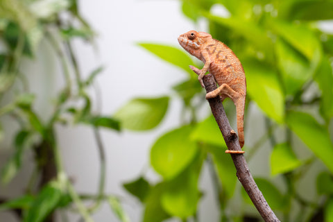 Ambilobe From "Hamy-nofy" (AKA Sweet Dream) x "Dorehitra-mananotena" (AKA Red Widow) - Hatched July 2026 - Female #1