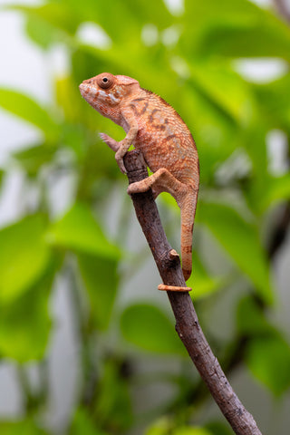 Ambilobe From "Hamy-nofy" (AKA Sweet Dream) x "Dorehitra-mananotena" (AKA Red Widow) - Hatched July 2026 - Female #1