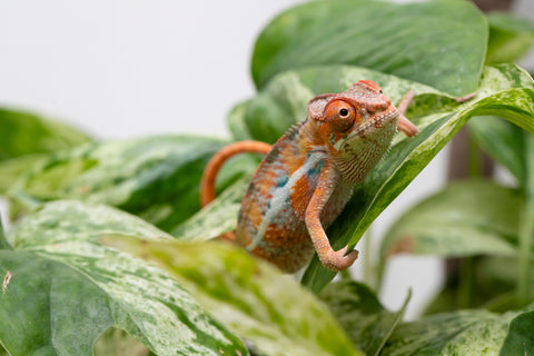 Ambilobe From "Hamy-nofy" (AKA Sweet Dream) x "Dorehitra-mananotena" (AKA Red Widow) - Hatched July 2026 - Male #1 - Pick of Litter!
