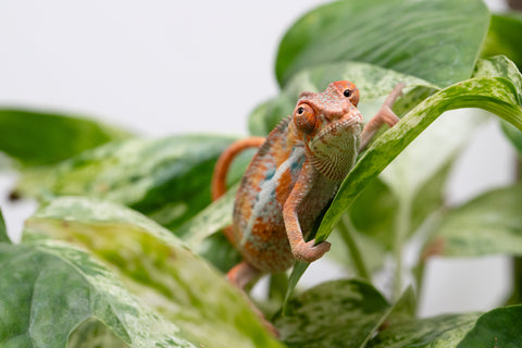 Ambilobe From "Hamy-nofy" (AKA Sweet Dream) x "Dorehitra-mananotena" (AKA Red Widow) - Hatched July 2026 - Male #1 - Pick of Litter!