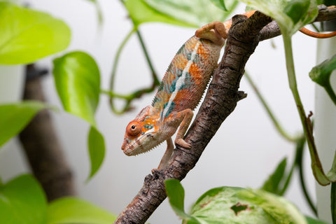 Ambilobe From "Hamy-nofy" (AKA Sweet Dream) x "Dorehitra-mananotena" (AKA Red Widow) - Hatched July 2026 - Male #1 - Pick of Litter!