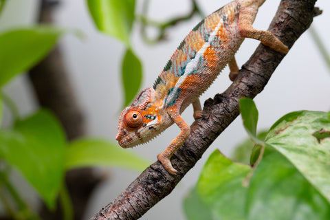 Ambilobe From "Hamy-nofy" (AKA Sweet Dream) x "Dorehitra-mananotena" (AKA Red Widow) - Hatched July 2026 - Male #1 - Pick of Litter!