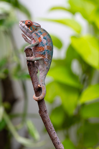 Ambilobe From "Hamy-nofy" (AKA Sweet Dream) x "Dorehitra-mananotena" (AKA Red Widow) - Hatched July 2026 - Male #2