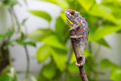 Ambilobe From "Hamy-nofy" (AKA Sweet Dream) x "Dorehitra-mananotena" (AKA Red Widow) - Hatched July 2026 - Male #2