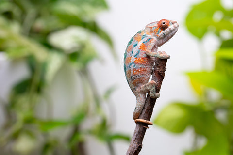 Ambilobe From "Hamy-nofy" (AKA Sweet Dream) x "Dorehitra-mananotena" (AKA Red Widow) - Hatched July 2026 - Male #2