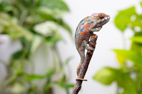 Ambilobe From "Hamy-nofy" (AKA Sweet Dream) x "Dorehitra-mananotena" (AKA Red Widow) - Hatched July 2026 - Male #2