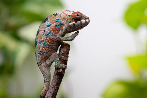 Ambilobe From "Hamy-nofy" (AKA Sweet Dream) x "Dorehitra-mananotena" (AKA Red Widow) - Hatched July 2026 - Male #2