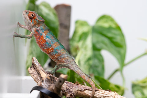 Ambilobe From "Hamy-nofy" (AKA Sweet Dream) x "Dorehitra-mananotena" (AKA Red Widow) - Hatched July 2026 - Male #2