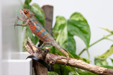Ambilobe From "Hamy-nofy" (AKA Sweet Dream) x "Dorehitra-mananotena" (AKA Red Widow) - Hatched July 2026 - Male #2