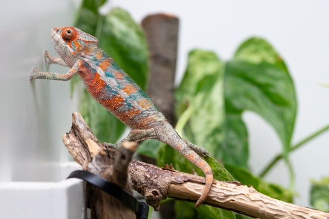Ambilobe From "Hamy-nofy" (AKA Sweet Dream) x "Dorehitra-mananotena" (AKA Red Widow) - Hatched July 2026 - Male #2