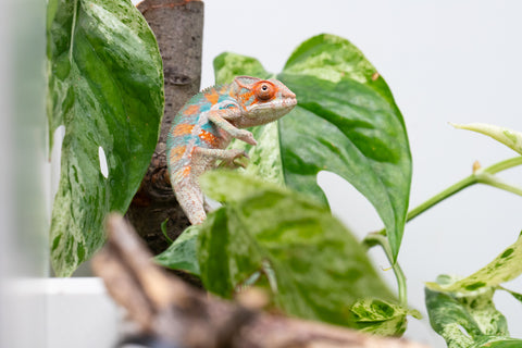 Ambilobe From "Hamy-nofy" (AKA Sweet Dream) x "Dorehitra-mananotena" (AKA Red Widow) - Hatched July 2026 - Male #2