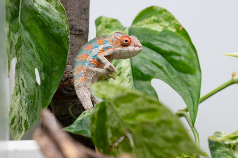 Ambilobe From "Hamy-nofy" (AKA Sweet Dream) x "Dorehitra-mananotena" (AKA Red Widow) - Hatched July 2026 - Male #2