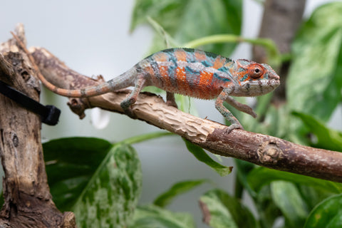 Ambilobe From "Hamy-nofy" (AKA Sweet Dream) x "Dorehitra-mananotena" (AKA Red Widow) - Hatched July 2026 - Male #2