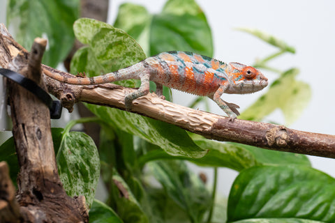 Ambilobe From "Hamy-nofy" (AKA Sweet Dream) x "Dorehitra-mananotena" (AKA Red Widow) - Hatched July 2026 - Male #2