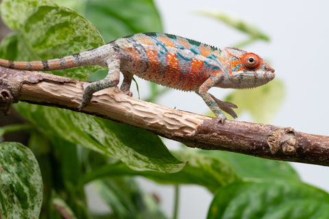 Ambilobe From "Hamy-nofy" (AKA Sweet Dream) x "Dorehitra-mananotena" (AKA Red Widow) - Hatched July 2026 - Male #2