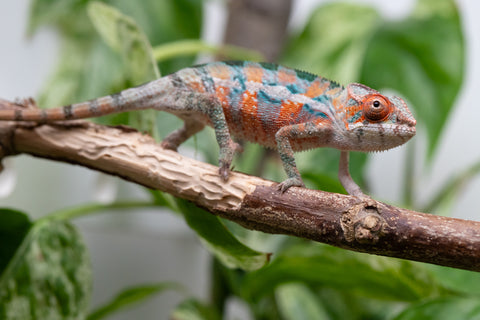 Ambilobe From "Hamy-nofy" (AKA Sweet Dream) x "Dorehitra-mananotena" (AKA Red Widow) - Hatched July 2026 - Male #2