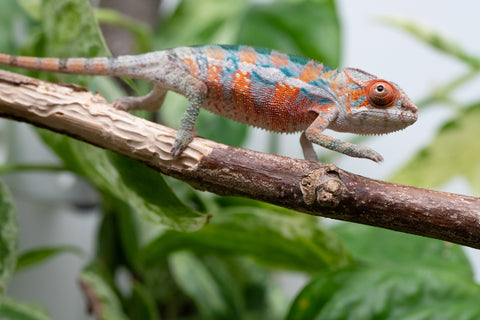 Ambilobe From "Hamy-nofy" (AKA Sweet Dream) x "Dorehitra-mananotena" (AKA Red Widow) - Hatched July 2026 - Male #2