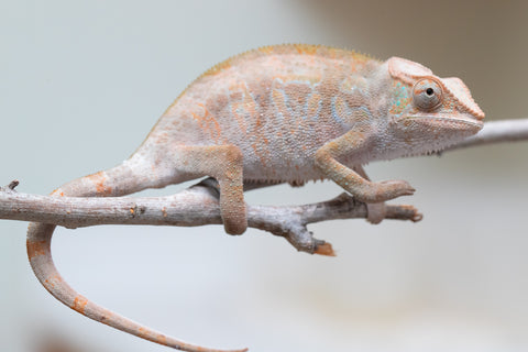 Holdbacks/Individuals: ALL NEW Ambanja Offspring from "Helm Hammerhand" x "Small Fry" - Hatched: March - May 25' - Female #2