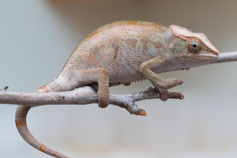 Holdbacks/Individuals: ALL NEW Ambanja Offspring from "Helm Hammerhand" x "Small Fry" - Hatched: March - May 25' - Female #2