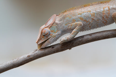 Holdbacks/Individuals: ALL NEW Ambanja Offspring from "Helm Hammerhand" x "Small Fry" - Hatched: March - May 25' - Female #2