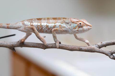 Holdbacks/Individuals: ALL NEW Ambanja Offspring from "Helm Hammerhand" x "Small Fry" - Hatched: March - May 25' - Female #2