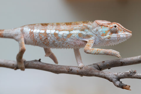Holdbacks/Individuals: ALL NEW Ambanja Offspring from "Helm Hammerhand" x "Small Fry" - Hatched: March - May 25' - Female #2