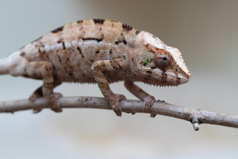 Holdbacks/Individuals: ALL NEW Ambanja Offspring from "Helm Hammerhand" x "Small Fry" - Hatched: March - May 25' - Female #2