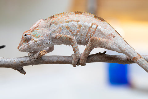 Holdbacks/Individuals: ALL NEW Ambanja Offspring from "Helm Hammerhand" x "Small Fry" - Hatched: March - May 25' - Female #2