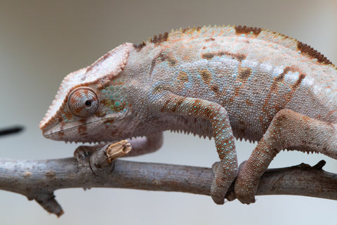 Holdbacks/Individuals: ALL NEW Ambanja Offspring from "Helm Hammerhand" x "Small Fry" - Hatched: March - May 25' - Female #2