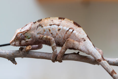 Holdbacks/Individuals: ALL NEW Ambanja Offspring from "Helm Hammerhand" x "Small Fry" - Hatched: March - May 25' - Female #2