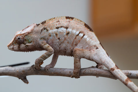 Holdbacks/Individuals: ALL NEW Ambanja Offspring from "Helm Hammerhand" x "Small Fry" - Hatched: March - May 25' - Female #2
