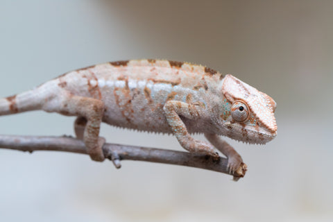 Holdbacks/Individuals: ALL NEW Ambanja Offspring from "Helm Hammerhand" x "Small Fry" - Hatched: March - May 25' - Female #2