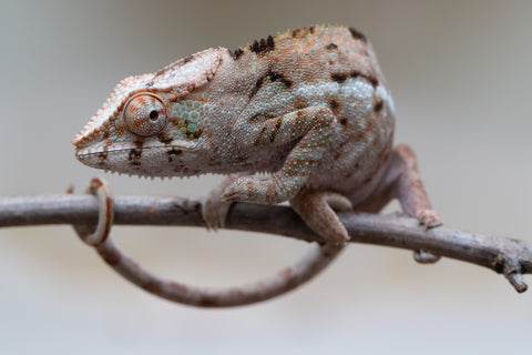 Holdbacks/Individuals: ALL NEW Ambanja Offspring from "Helm Hammerhand" x "Small Fry" - Hatched: March - May 25' - Female #2
