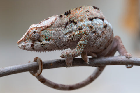 Holdbacks/Individuals: ALL NEW Ambanja Offspring from "Helm Hammerhand" x "Small Fry" - Hatched: March - May 25' - Female #2