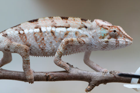 Holdbacks/Individuals: ALL NEW Ambanja Offspring from "Helm Hammerhand" x "Small Fry" - Hatched: March - May 25' - Female #2
