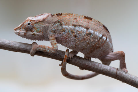 Holdbacks/Individuals: ALL NEW Ambanja Offspring from "Helm Hammerhand" x "Small Fry" - Hatched: March - May 25' - Female #2