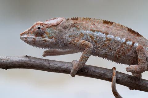 Holdbacks/Individuals: ALL NEW Ambanja Offspring from "Helm Hammerhand" x "Small Fry" - Hatched: March - May 25' - Female #2