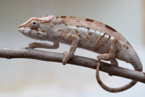 Holdbacks/Individuals: ALL NEW Ambanja Offspring from "Helm Hammerhand" x "Small Fry" - Hatched: March - May 25' - Female #2