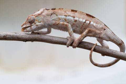 Holdbacks/Individuals: ALL NEW Ambanja Offspring from "Helm Hammerhand" x "Small Fry" - Hatched: March - May 25' - Female #2