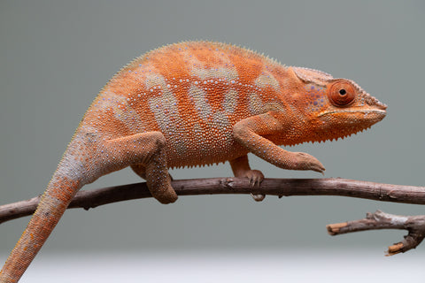 Holdbacks/Individuals: ALL NEW Ambanja Offspring from "Helm Hammerhand" x "Small Fry" - Hatched: March - May 25' - Female #2