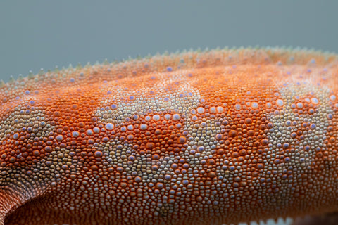 Holdbacks/Individuals: ALL NEW Ambanja Offspring from "Helm Hammerhand" x "Small Fry" - Hatched: March - May 25' - Female #2