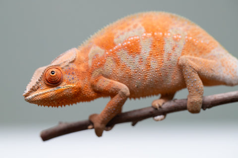 Holdbacks/Individuals: ALL NEW Ambanja Offspring from "Helm Hammerhand" x "Small Fry" - Hatched: March - May 25' - Female #2