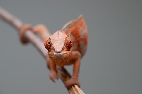 Holdbacks/Individuals: ALL NEW Ambanja Offspring from "Helm Hammerhand" x "Small Fry" - Hatched: March - May 25' - Female #2