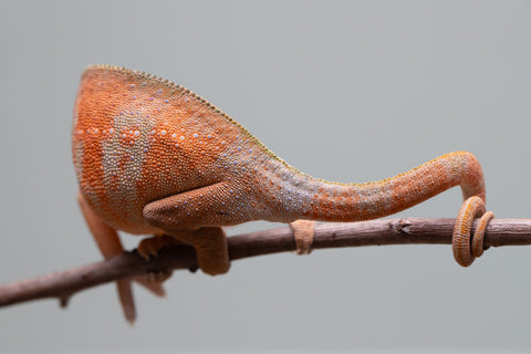 Holdbacks/Individuals: ALL NEW Ambanja Offspring from "Helm Hammerhand" x "Small Fry" - Hatched: March - May 25' - Female #2