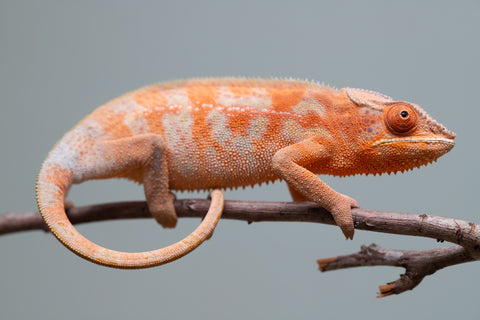 Holdbacks/Individuals: ALL NEW Ambanja Offspring from "Helm Hammerhand" x "Small Fry" - Hatched: March - May 25' - Female #2