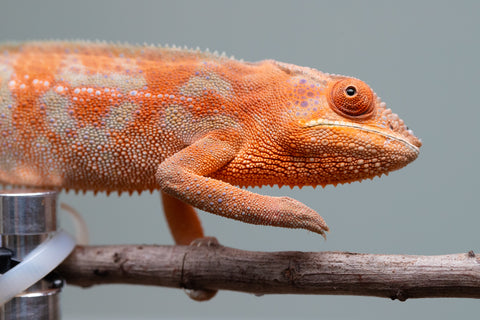 Holdbacks/Individuals: ALL NEW Ambanja Offspring from "Helm Hammerhand" x "Small Fry" - Hatched: March - May 25' - Female #2