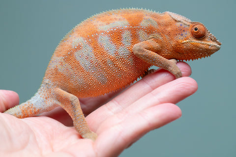 Holdbacks/Individuals: ALL NEW Ambanja Offspring from "Helm Hammerhand" x "Small Fry" - Hatched: March - May 25' - Female #2