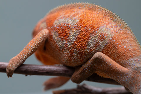 Holdbacks/Individuals: ALL NEW Ambanja Offspring from "Helm Hammerhand" x "Small Fry" - Hatched: March - May 25' - Female #2